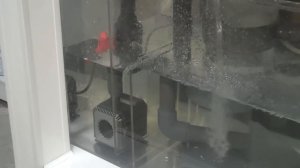 Gimmito's 450 Gallon Reef Tank- Frag Tank Water Test