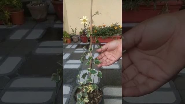 English ivy with flower