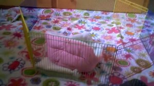 Игрушки хорька | Шуршащий тоннель