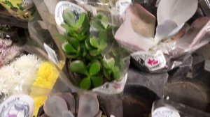 inacreditável,😱echeveria madiba a 5,00 reais😱😱! Confiram.