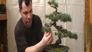 Бонсай - Сосна, весна 2010 - Бонсай - Часть 6