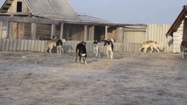 Русские борзые питомника "Царская охота"