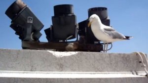 Seagull and her chicks in Rome / Чайка и ее птенцы в Риме