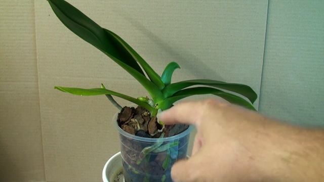 чесночная вода для орхидей ПОТРЯСАЮЩИЙ РЕЗУЛЬТАТ через 81 день КОРНИ ЛИСТЬЯ и ЦВЕТОНОС орхидеи смотреть онлайн