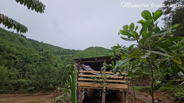 Taking care of livestock on the farm - planting grapefruit trees.drinking honey and honey tea(EP110 смотреть онлайн
