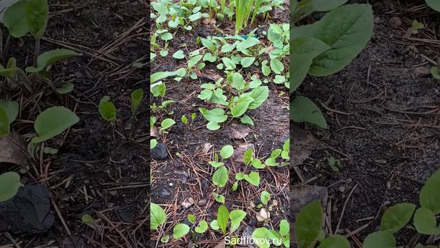 Как же мне надоел этот колокольчик смотреть онлайн