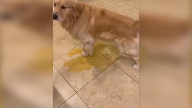 ЛУЧШИЕ ПРИКОЛЫ ЗА АПРЕЛЬ 2021 /ПОПРОБУЙ НЕ ЗАСМЕЙСЯ! смотреть онлайн