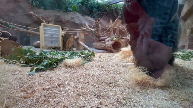 ПРОГУЛКА ПО САМОМУ БОЛЬШОМУ ЗООПАРКУ! | НЕ ЕДЬ ТУДА!! смотреть онлайн