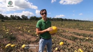 Дыня "Хало" от Hollar Seeds - самая лежкая дыня в России!