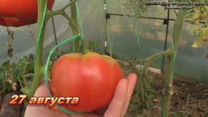 Необычный вкусный крупноплодный томат Доктор Лайл