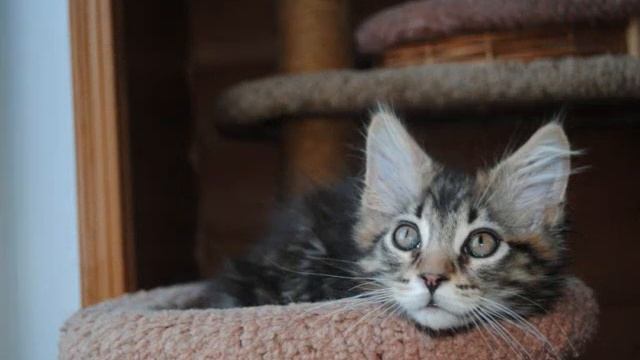 Котята Мейн Кун в Митино -- Питомник 