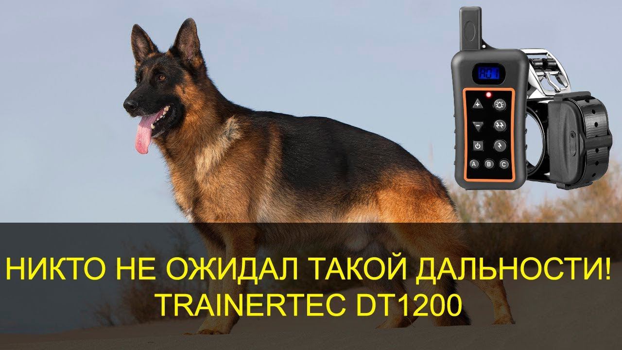 Обзор дрессировочного ошейника Trainertec DT 1200 смотреть онлайн