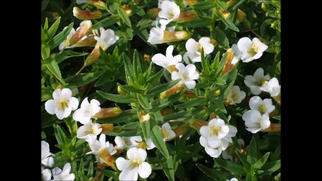 Gottesgnadenkraut, Heilpflanze смотреть онлайн