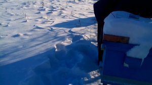 как узнать живы ли пчелы зимой не залезая в улей