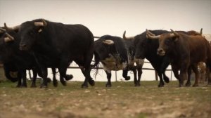 Toro de Victoriano del Río para la corrida de toros en solitario de Emilio de Justo en Las Ventas