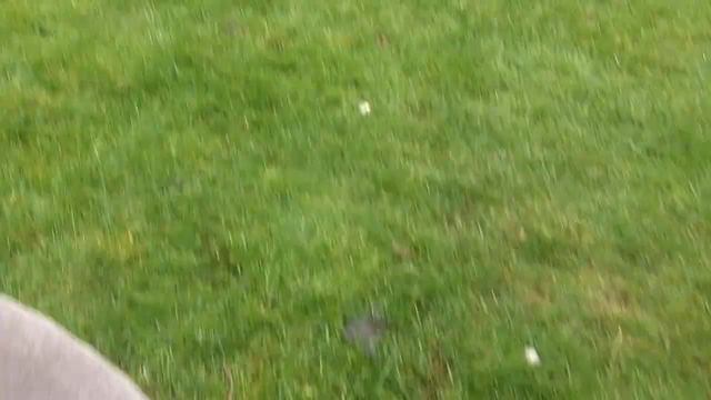 Bichon Peppa, Doberman Gus & Weimaraner Sebastian. смотреть онлайн