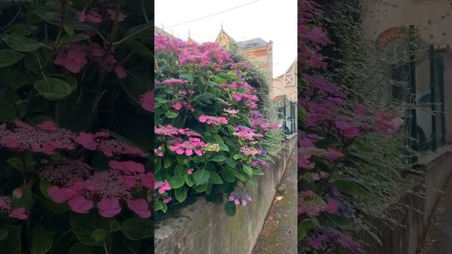 #гортензия #hydrangea #садгортензий #flower #garden #orléans #hydrangeaflower #macrophylla #сад