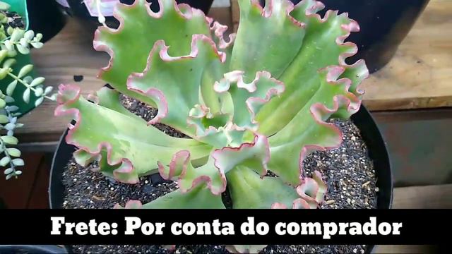 😱 VIDEO DE VENDAS LIBERADO! | MUDAS SIMPLES, RARAS E GIBBIFLORAS 😍😱 | Paraíso da Suculenta смотреть онлайн