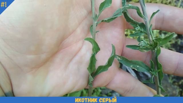 ИКОТНИК СЕРЫЙ как выглядит, цветет | ИКОТНИК – растение-МЕДОНОС крупным планом смотреть онлайн