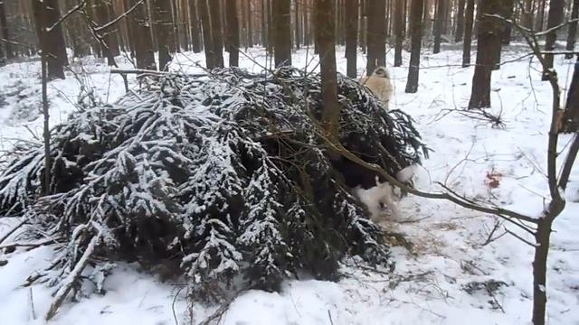 Отмороженная такса