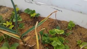 Жёлтые листья у клубники, в чем причина и как исправить эту проблему.