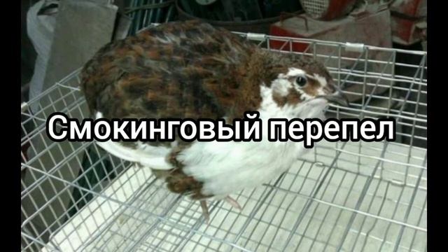 Породы перепелов