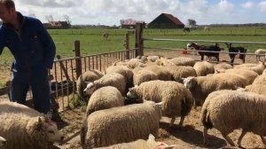 Овцы Породы Тексель