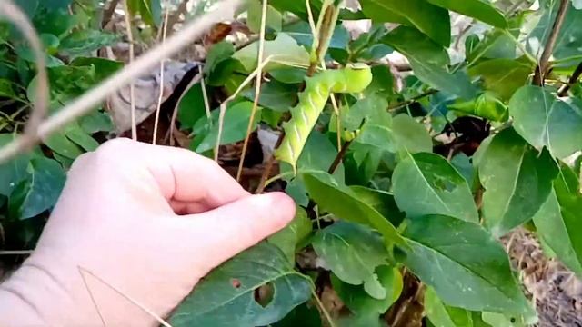 Жирная гусеница смотреть онлайн