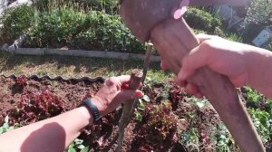 Июнь 2023. Водопровод на даче. Насос (станция) на улице в надёжном коробе. Шпалеры для огурцов и др