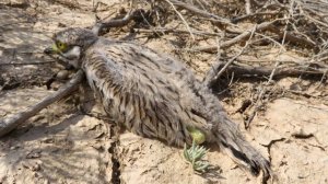 Авдо́тка[1] (лат. Burhinus oedicnemus)