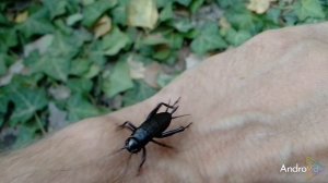 ДИКИЙ ЧЁРНЫЙ СВЕРЧОК песня Мясо Чёрта