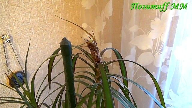 Что с ДРАЦЕНОЙ??? Нужен совет!!! Моя драцена перестала расти!