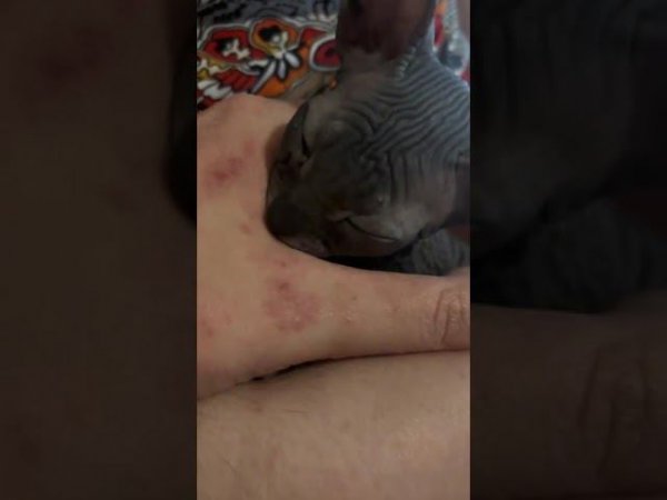 #сфинкс #животные #рек #котенок #кошки #cat #asmr