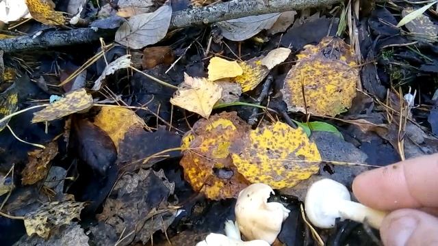 Как отличить чешуйчатку клейкую от гебеломы клейкой. смотреть онлайн