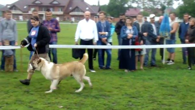 сравнение на ВОВ -Вит Бир Ен Жаксы, Джафар Кара Юлдуз и Дакота Старый Салтов смотреть онлайн