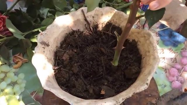 ЧЕРЕНКУЕМ РОЗЫ ЛЕТОМ / КАК РАЗМНОЖИТЬ РОЗЫ ЛЕТОМ / Органическое земледелие на Юге