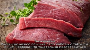 Табунное коневодство – как формировать стадо лошадей?