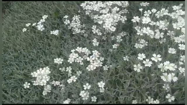 Ясколка. Прекрасное, без проблемное растение для вашего сада ? смотреть онлайн