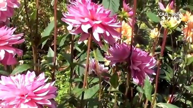 Лучшие сорта георгинов: классика и модные сорта для средней полосы России смотреть онлайн