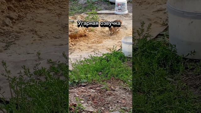 Угарная озвучка!😂