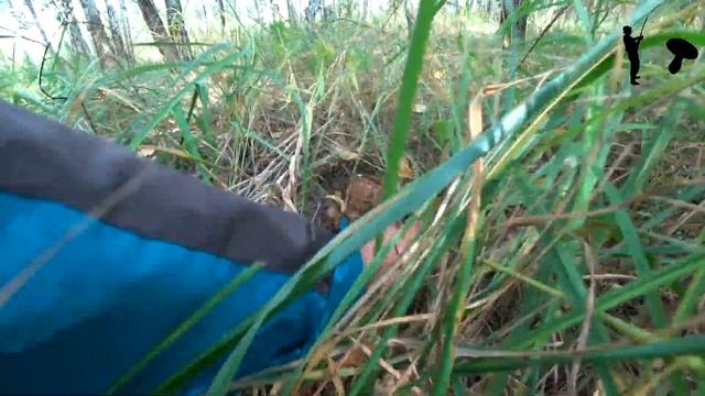 Удачная грибалка. Часть 4 - Белые, Волнушки, Головачи и Подберёзовики
