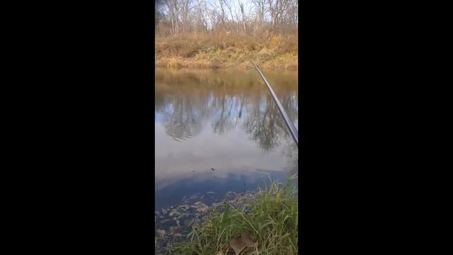 рыбалка в октябре на реке МЕДВЕДИЦА смотреть онлайн