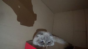 Кот Кевин решил жить в коробке от стиральной машины