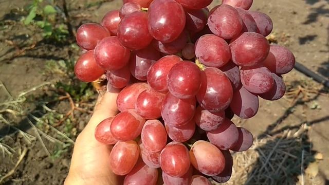 Виноград Дубовский красный . смотреть онлайн