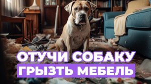 ТОП рекомендации как отучить собаку грызть все подряд! Настоящие ПРИЧИНЫ такого поведения!