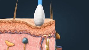 Строение и чувствительность кожи | Анатомия человека | Биология
