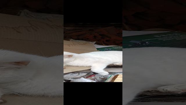 Дуся на дровах
