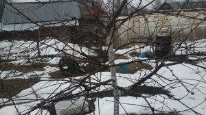 Погода создаёт проблемы в саду.