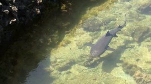 Whitetip Shark, Galapagos. Длиннокрылая акула, Галапагосы (1350sp)