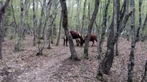 Горный Крым. Бычки бодаются в лесу.